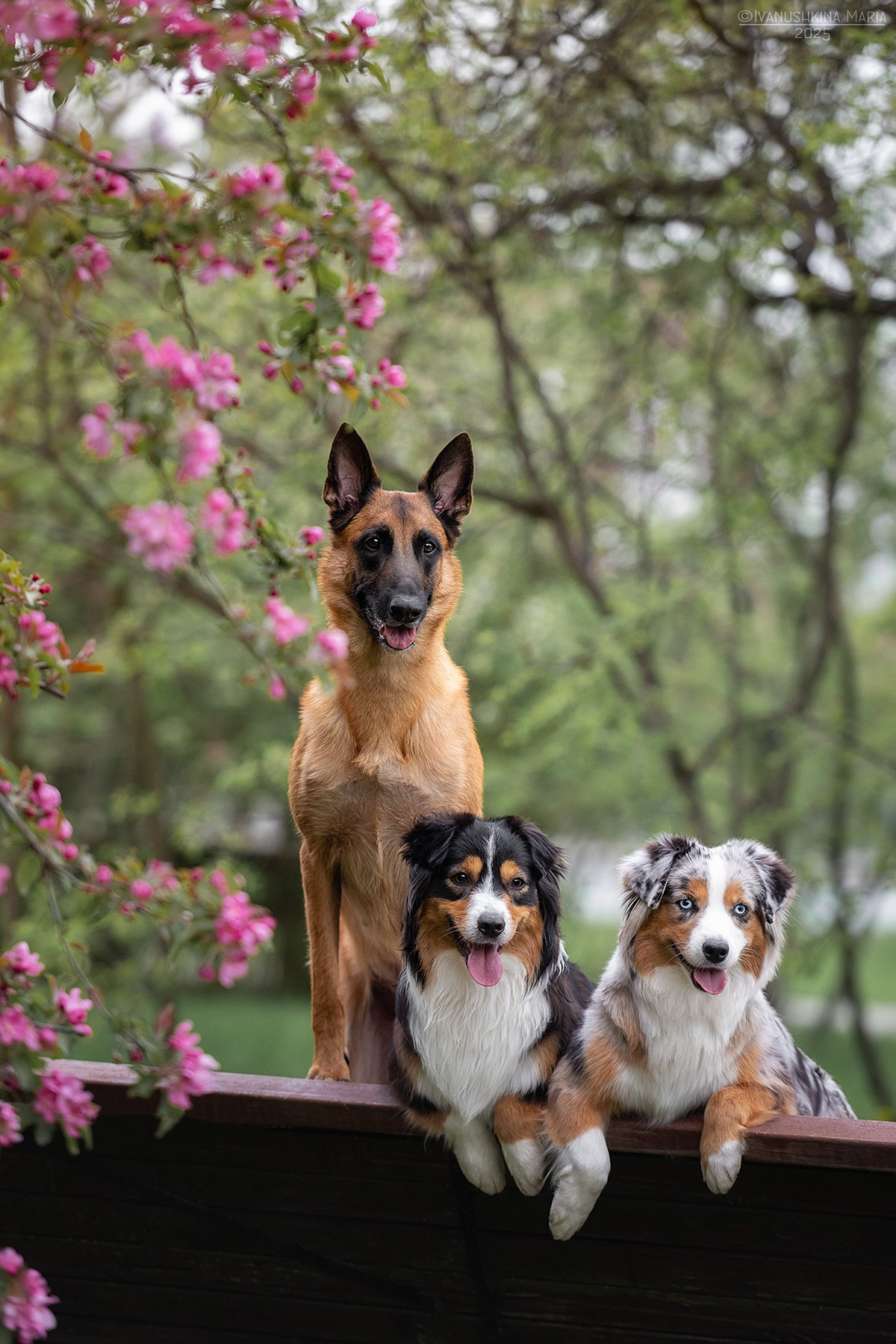 Фотограф-анималист. Фотограф собак в Москве и Московской области Иванушкина Мария