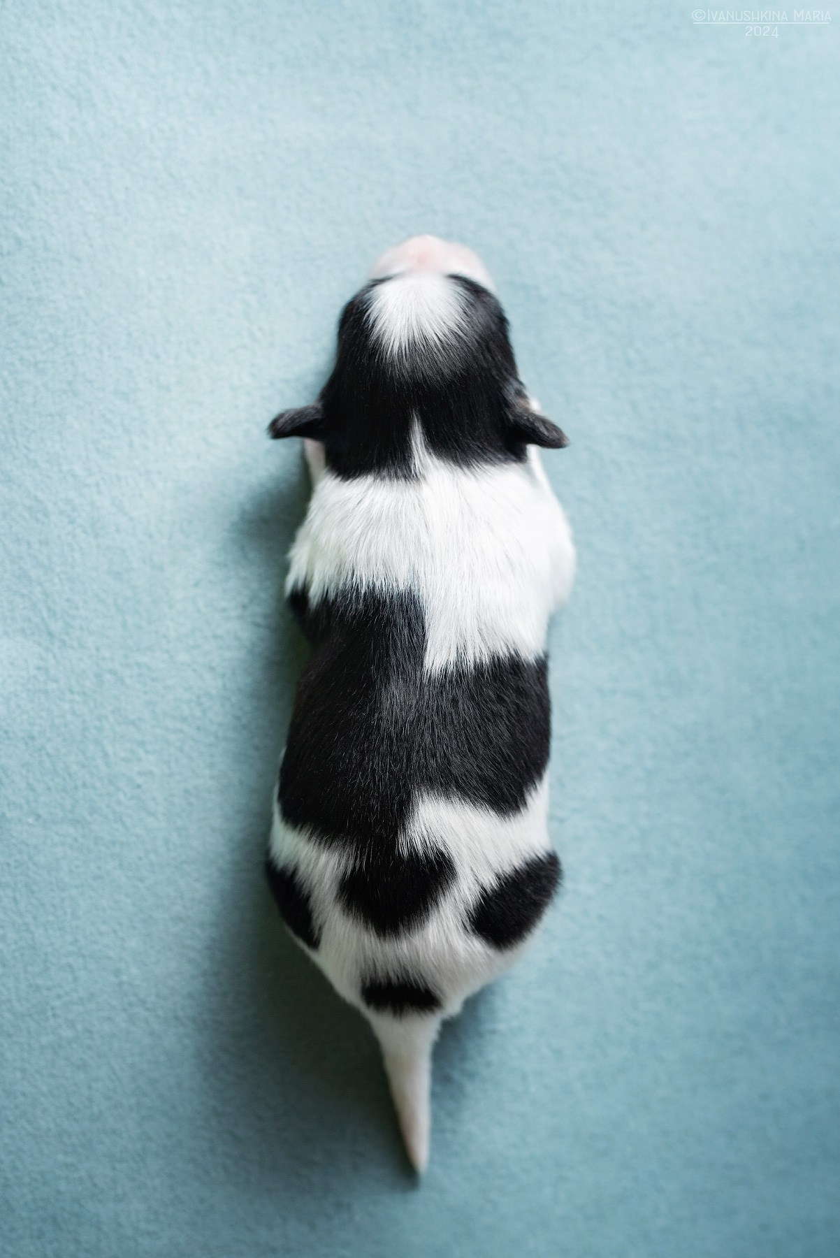 Ньюборн фотосессия щенков. Фотограф собак в Москве и Московской области Иванушкина Мария