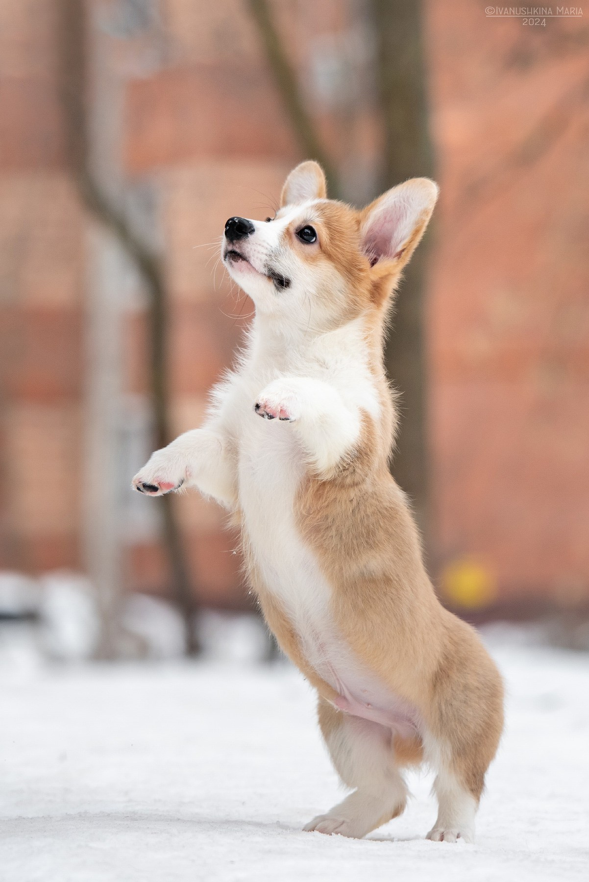 Фотосессия щенков на продажу. Фотограф собак в Москве и Московской области Иванушкина Мария