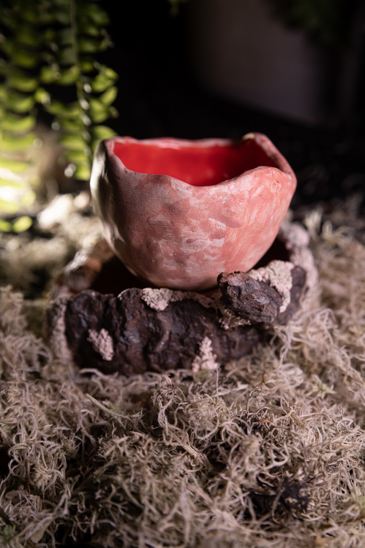 Горшок «Саркосцифа»  НЕТ В НАЛИЧИИ. Катя Цвет