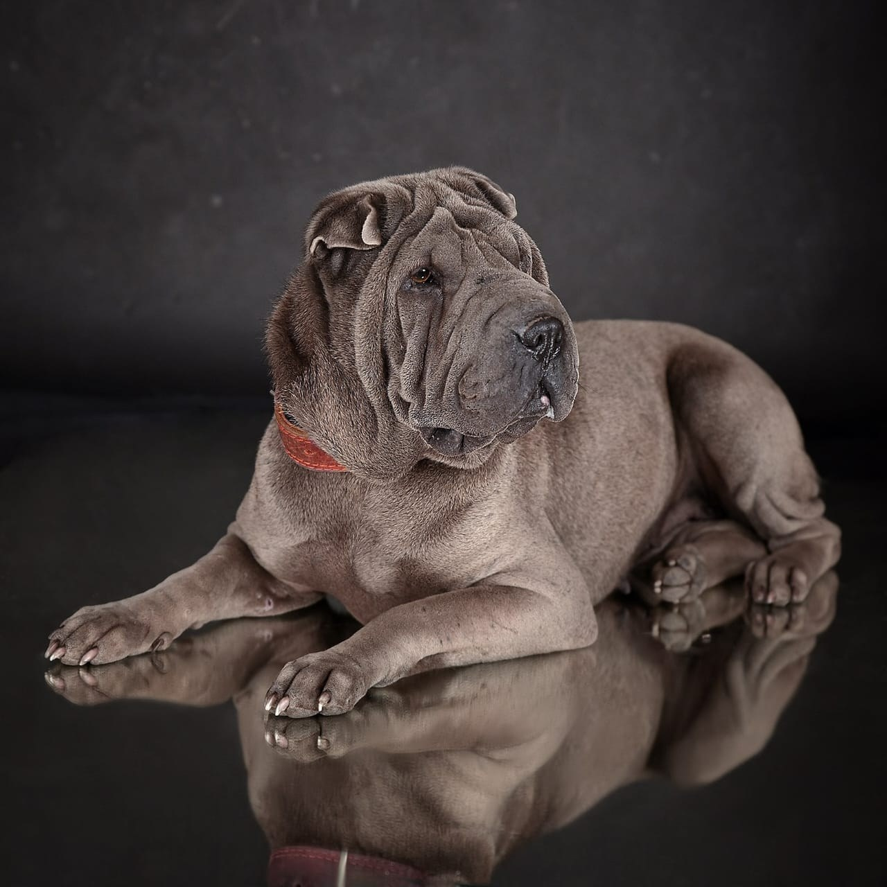 Купить Булли Сахалин, Купить Американского Булли Сахалин, Американский Булли Сахалин, Купить щенка Булли Сахалин,  Питомник Американских булли Сахалин, 