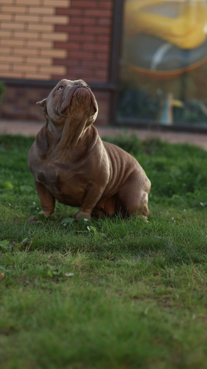 Познакомьтесь с Американским Булли в Иркутске. Питомник собак Иркутск