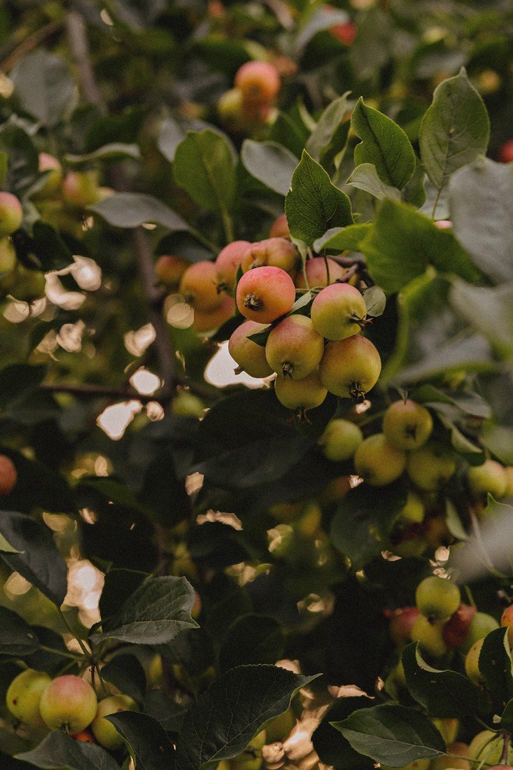 ALICE'S DONUTS. Портретный и Семейный фотограф в Санкт-Петербурге Rocket Alice