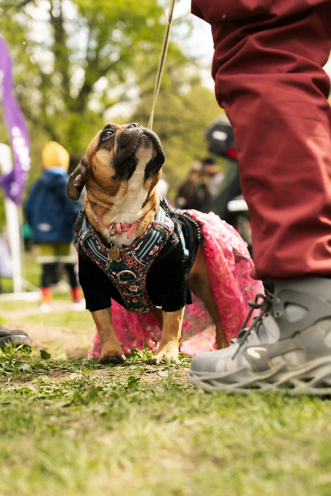 Парад Бульдогов. Axenov_eugene
