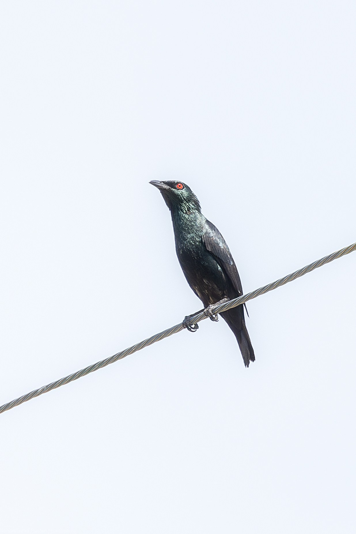 Азиатский блестящий скворец. Архитектурный и пейзажный фотограф Кондратенко Руслан, Санкт-Петербург
