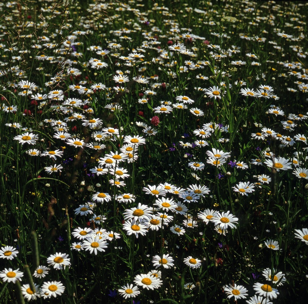 Лето. ВАДИМ ГИППЕНРЕЙТЕР — ВЕЛИКИЙ ФОТОГРАФ ЗЕМЛИ РУССКОЙ