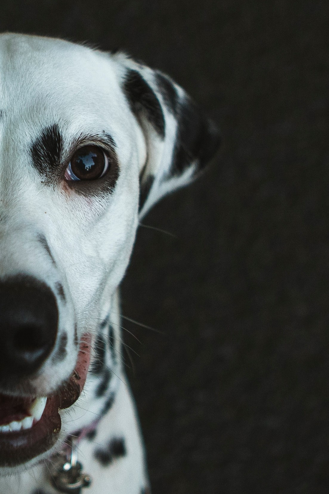 Женя и Сара. Фотограф-анималист в Санкт-Петербурге Алина Яхонт