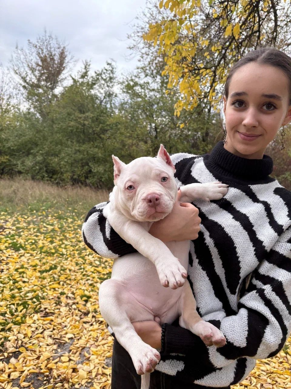 Помет Каспер и Айси. 07.08.25. Американский Булли в г. Ростов-на-Дону. Питомник THE POWER OF SIBERIA