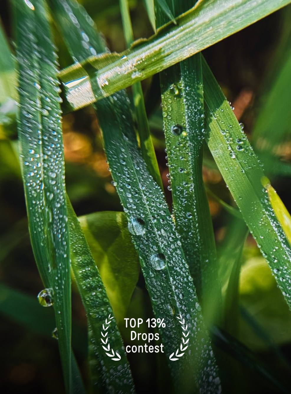 Фотопремия 35 AWARDS. Алиса Чугунова. Художественная фотография