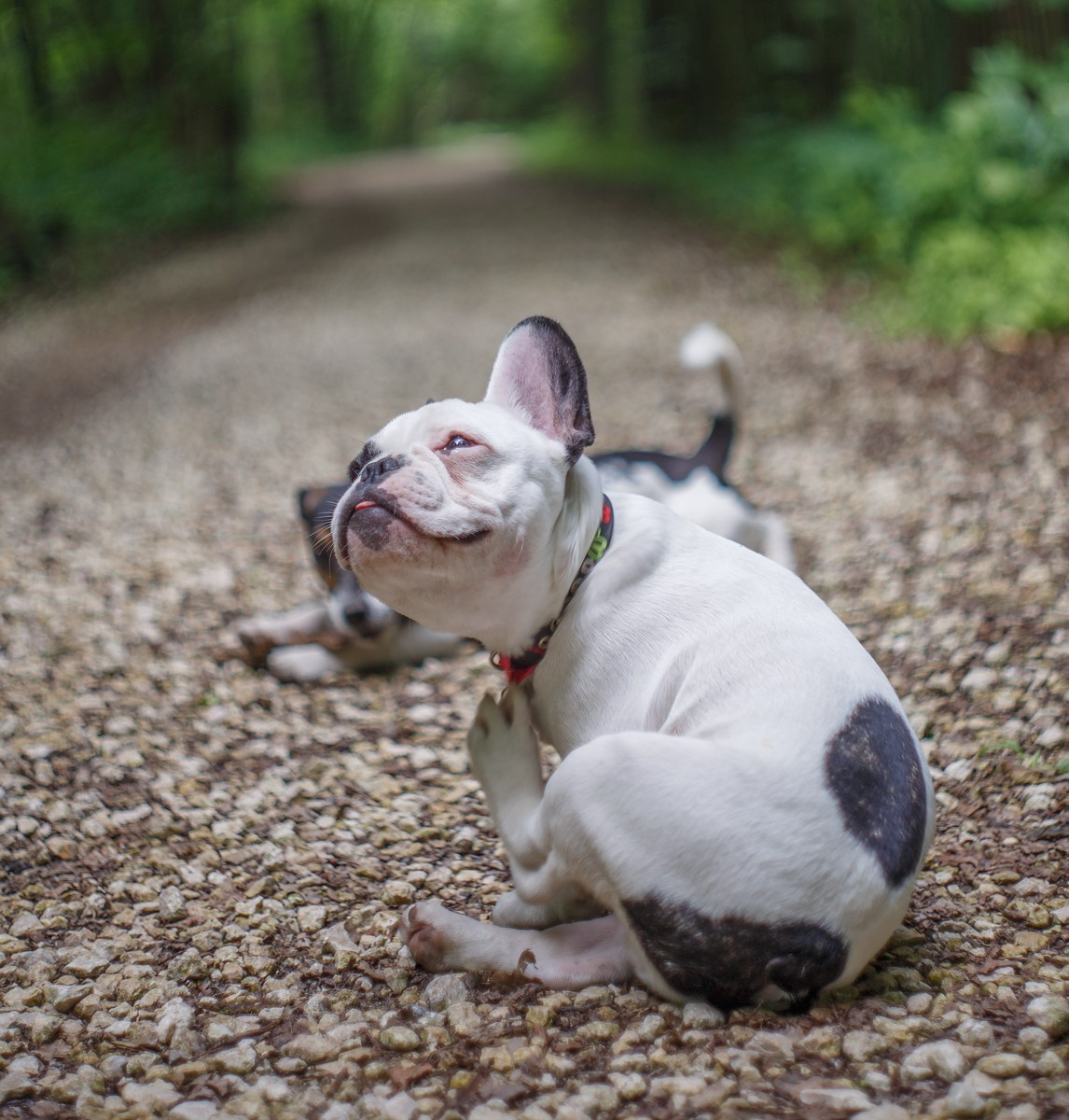 Питомцы. Фотография, фотопроекты