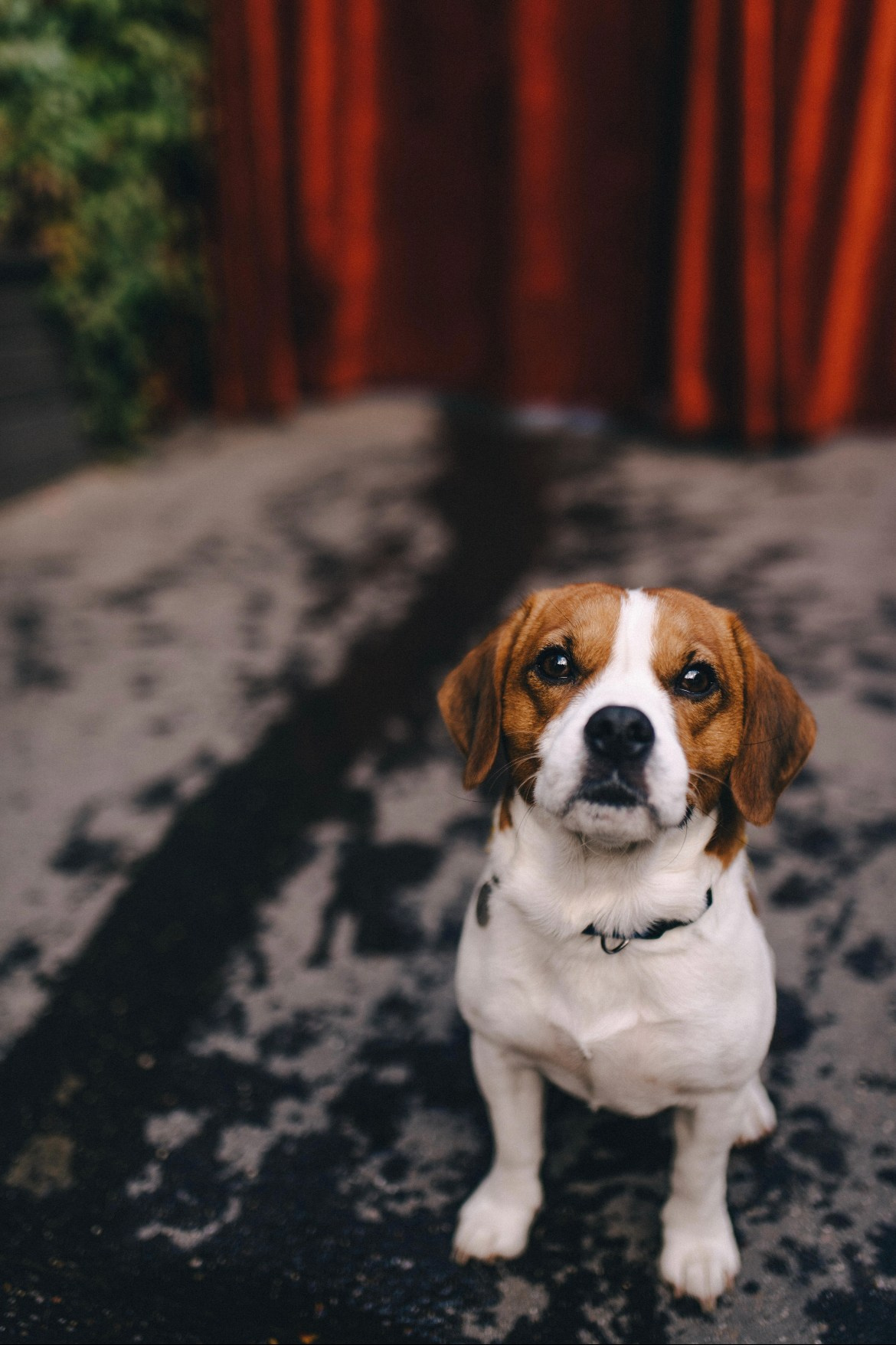 Чарли. DEWA | фотостудия для маркетплейсов