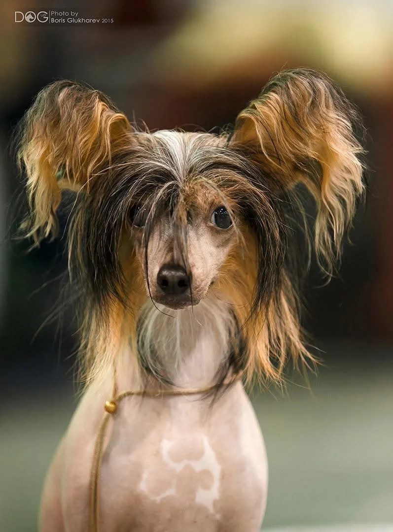 Предновогодняя выставка Элечки. Poale Ell Chinese Crested Dog Kennel: Buy a puppy from the kennel