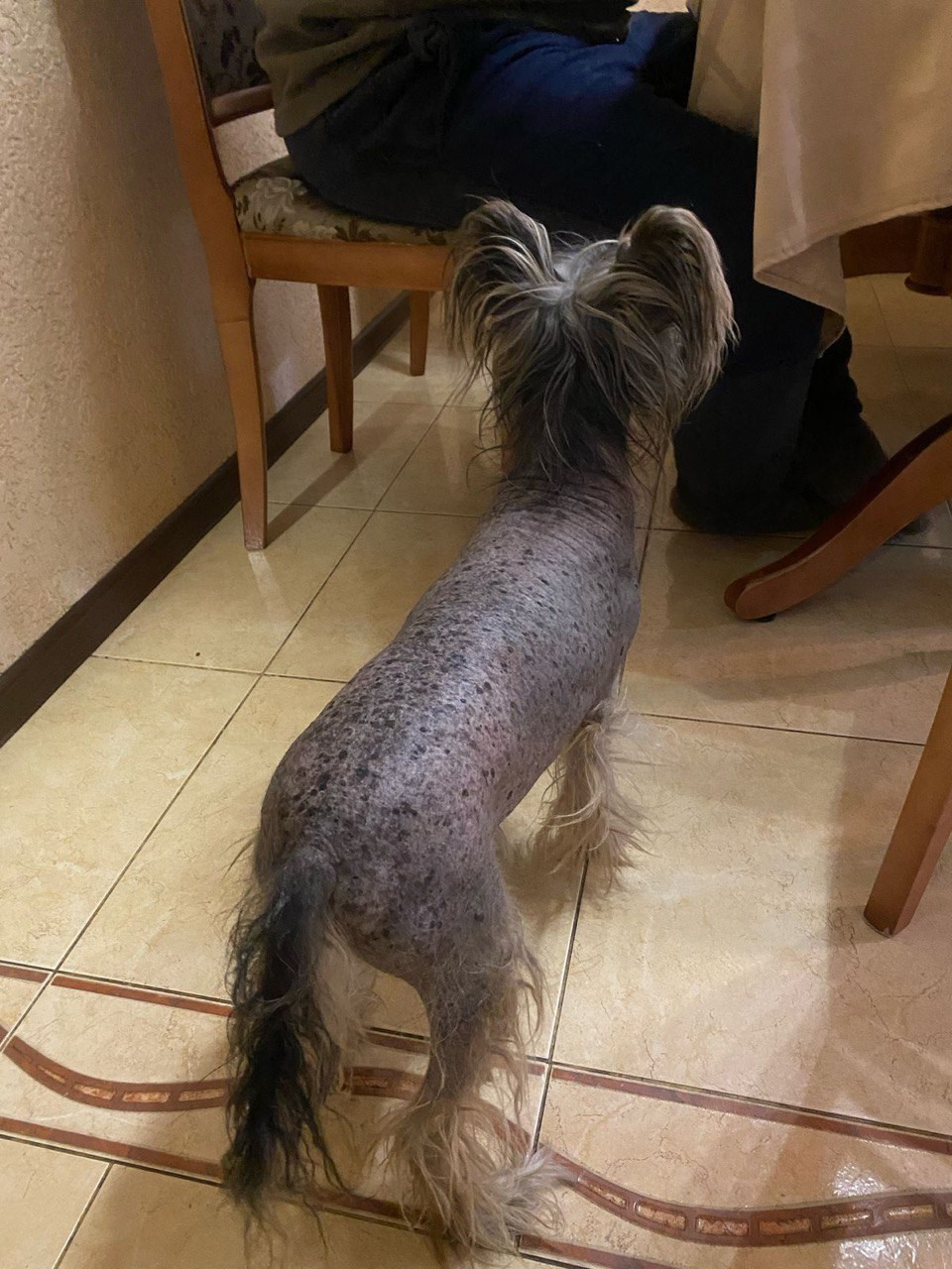 Нерону (Zlato Dinastii Neron) — 14 лет. Поздравляем тебя, наш знаменитый папа!. Питомник китайских хохлатых собак Poale Ell: купить щенка