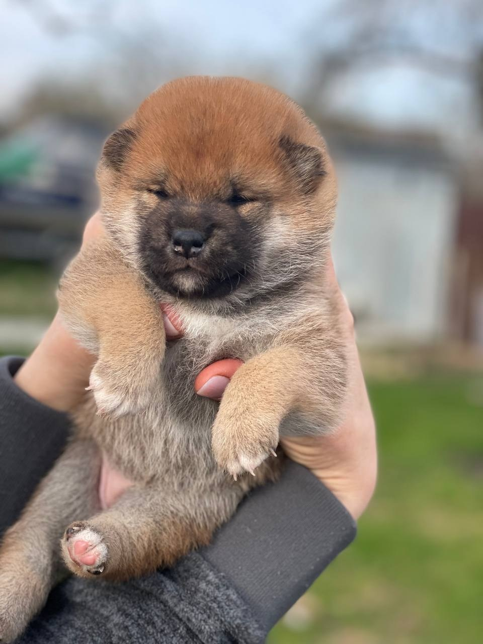 сиба питомник Рубилайт щенки на продажу rubylight  сиба щенки купить СПб Санкт-Петербург