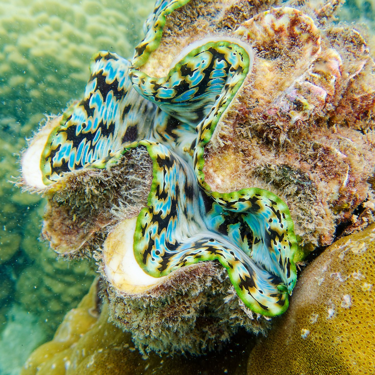 Мне посмотреть. Рыбов показываю