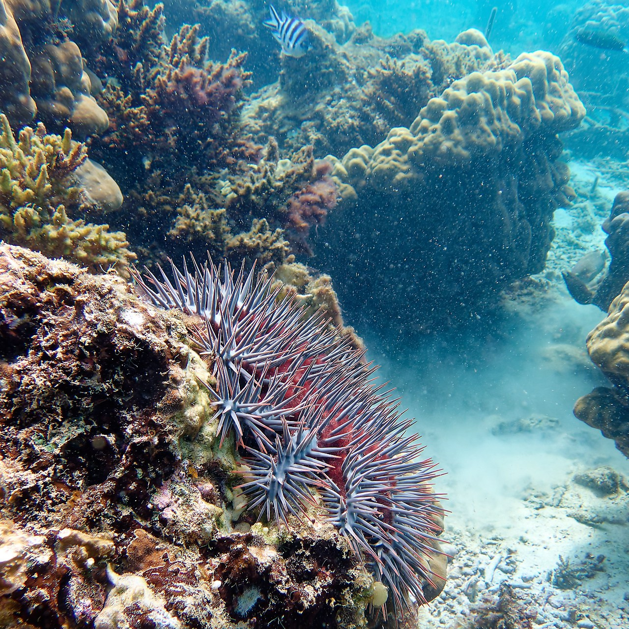 Мне посмотреть. Рыбов показываю