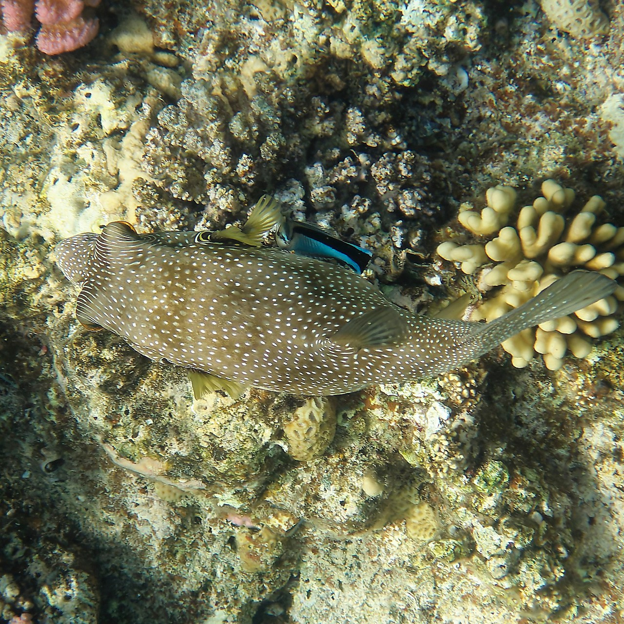 Мне посмотреть. Рыбов показываю