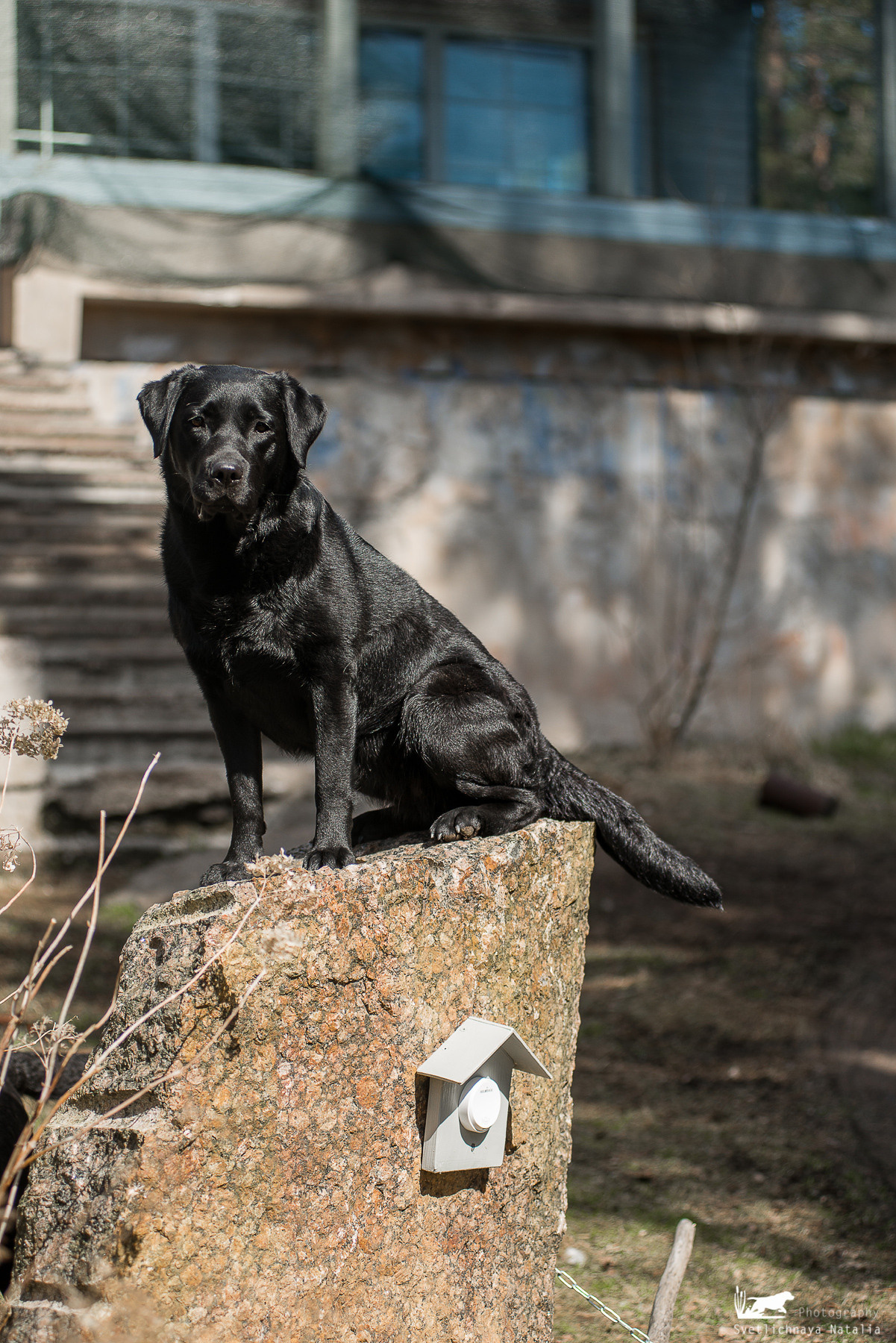 В гостях под Выборгом. Фотограф-анималист Наталья Светличная