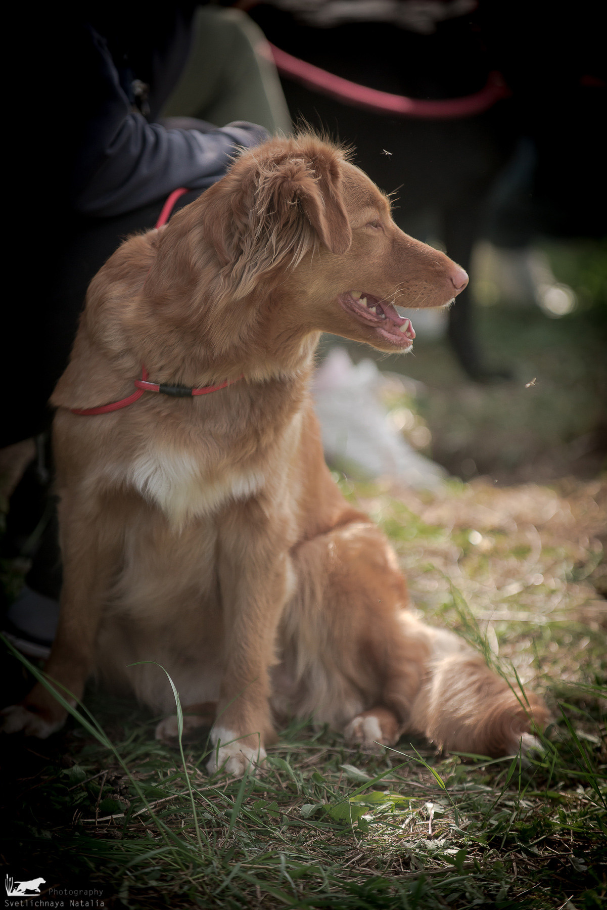 Семинар Е.Токаевой (Школа Шмеля) в Малиново (22.05.2021). Фотограф-анималист Наталья Светличная
