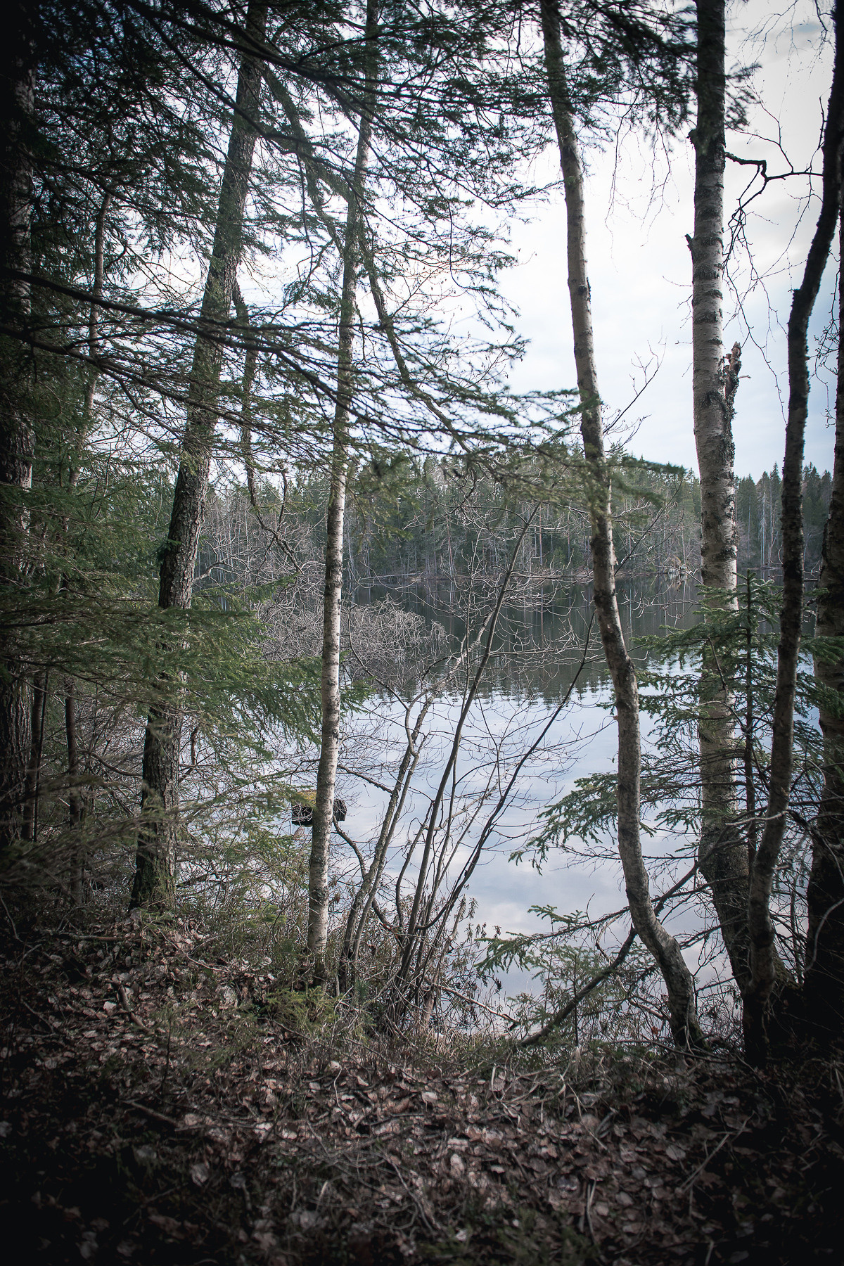 В гостях под Выборгом. Фотограф-анималист Наталья Светличная