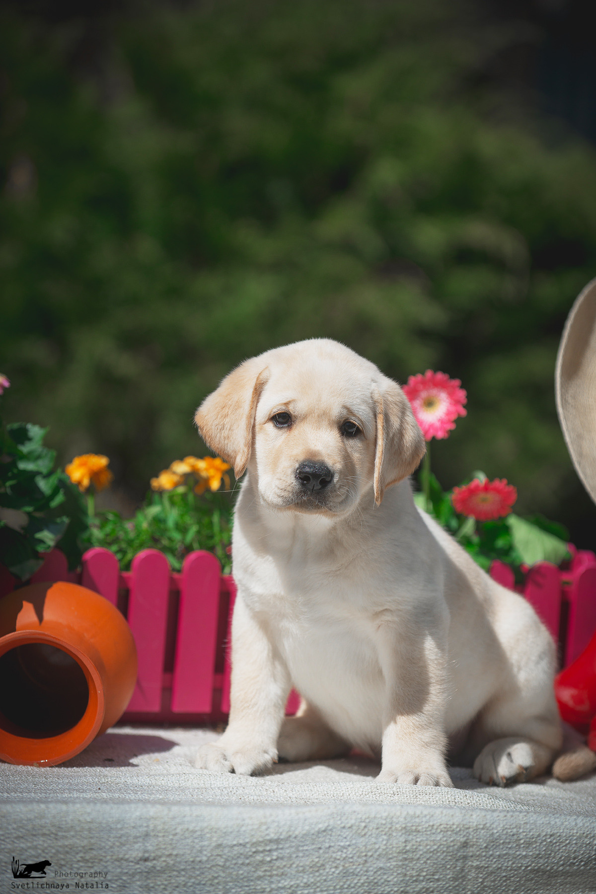Лабрадор ретривер (щенки). Фотограф-анималист Наталья Светличная