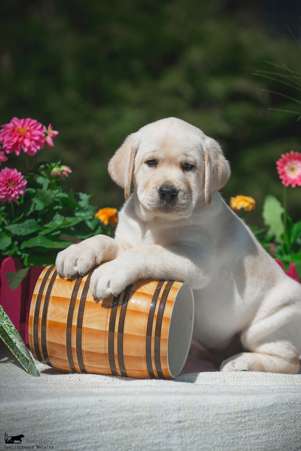 Лабрадор ретривер (щенки). Фотограф-анималист Наталья Светличная