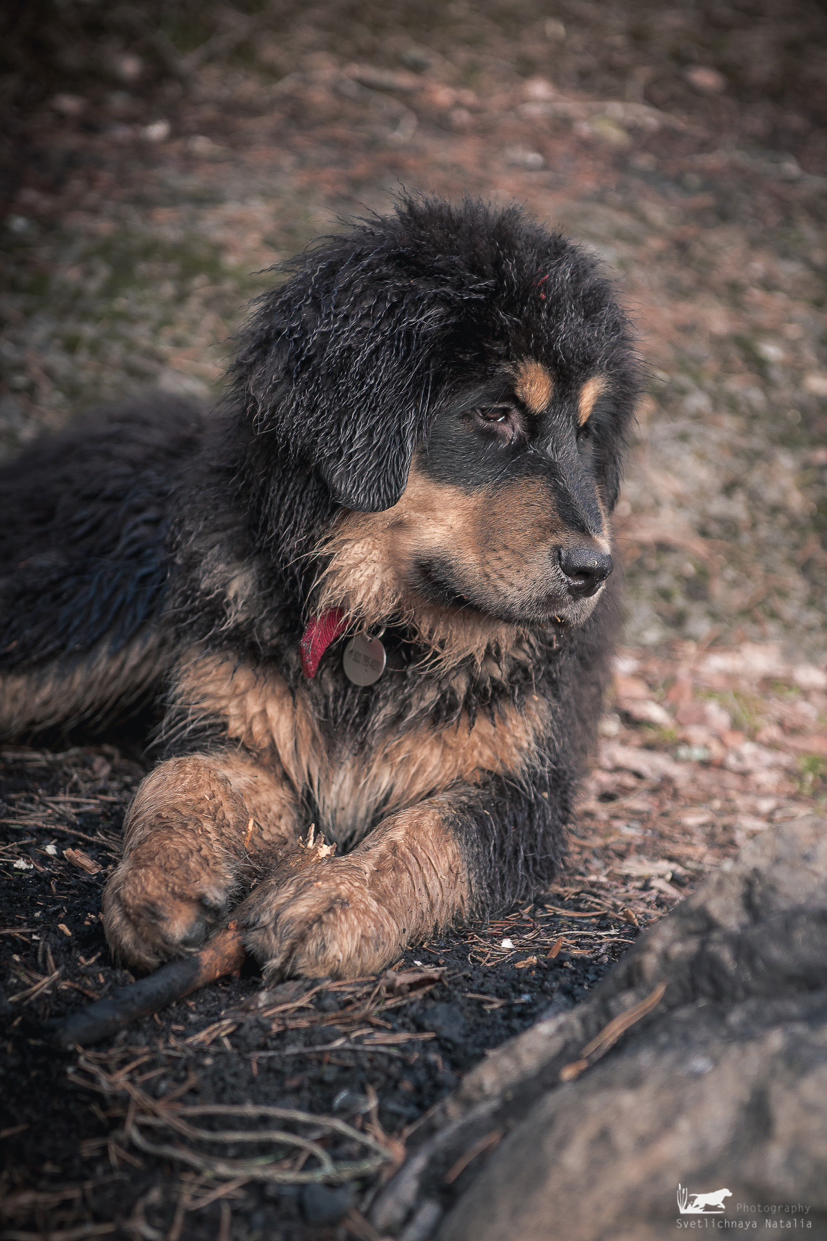 В гостях под Выборгом. Фотограф-анималист Наталья Светличная