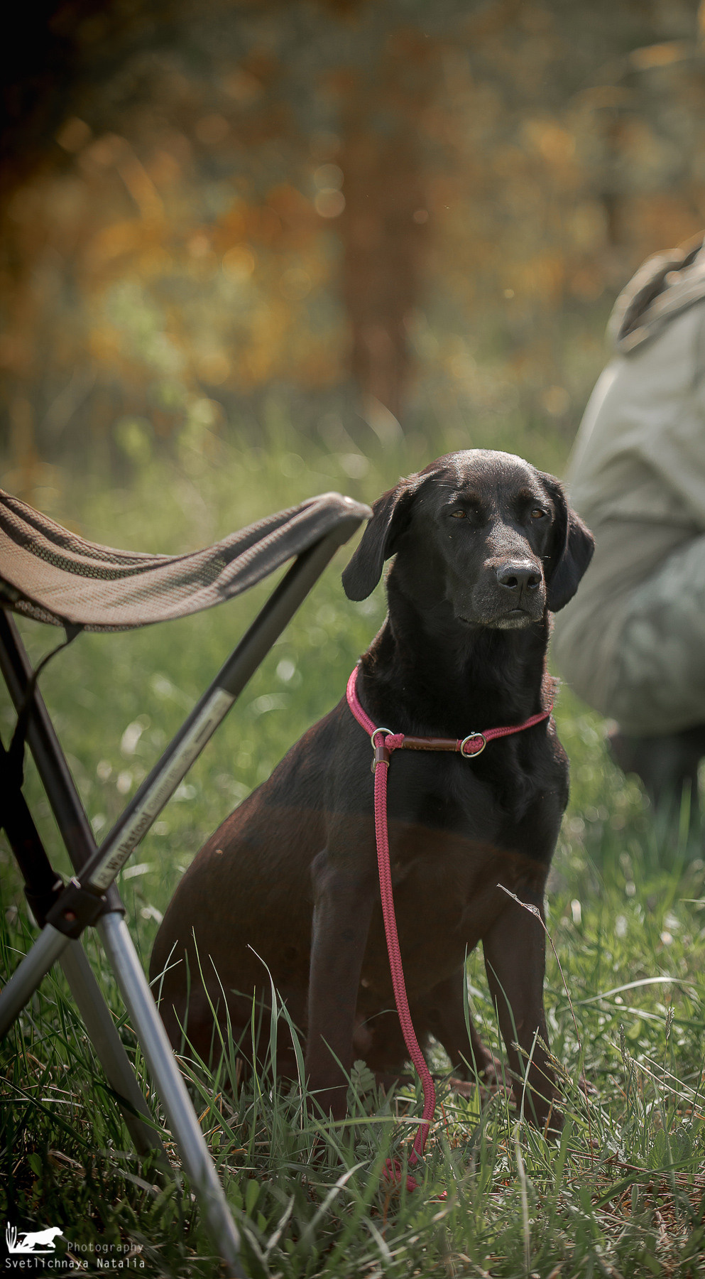 Семинар Е.Токаевой (Школа Шмеля) в Малиново (22.05.2021). Фотограф-анималист Наталья Светличная