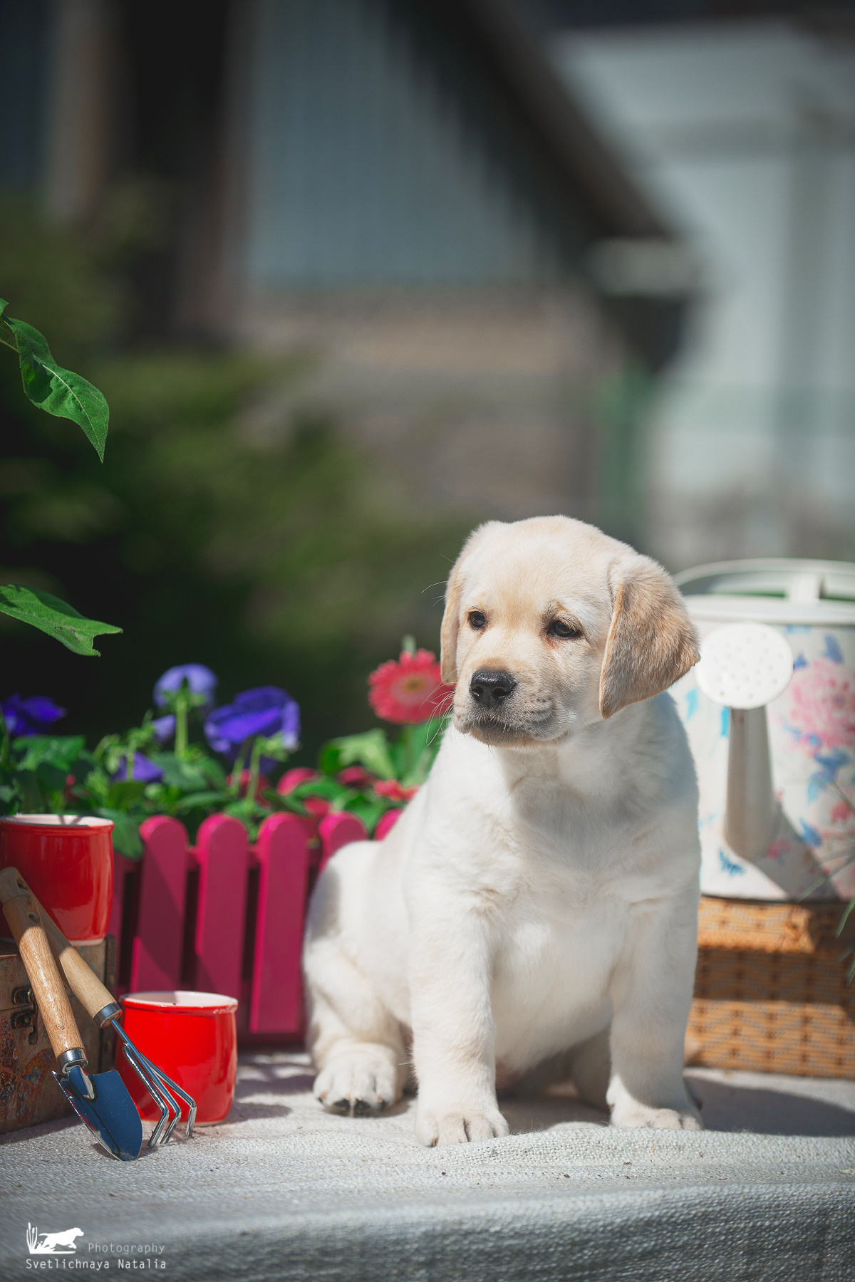 Лабрадор ретривер (щенки). Фотограф-анималист Наталья Светличная
