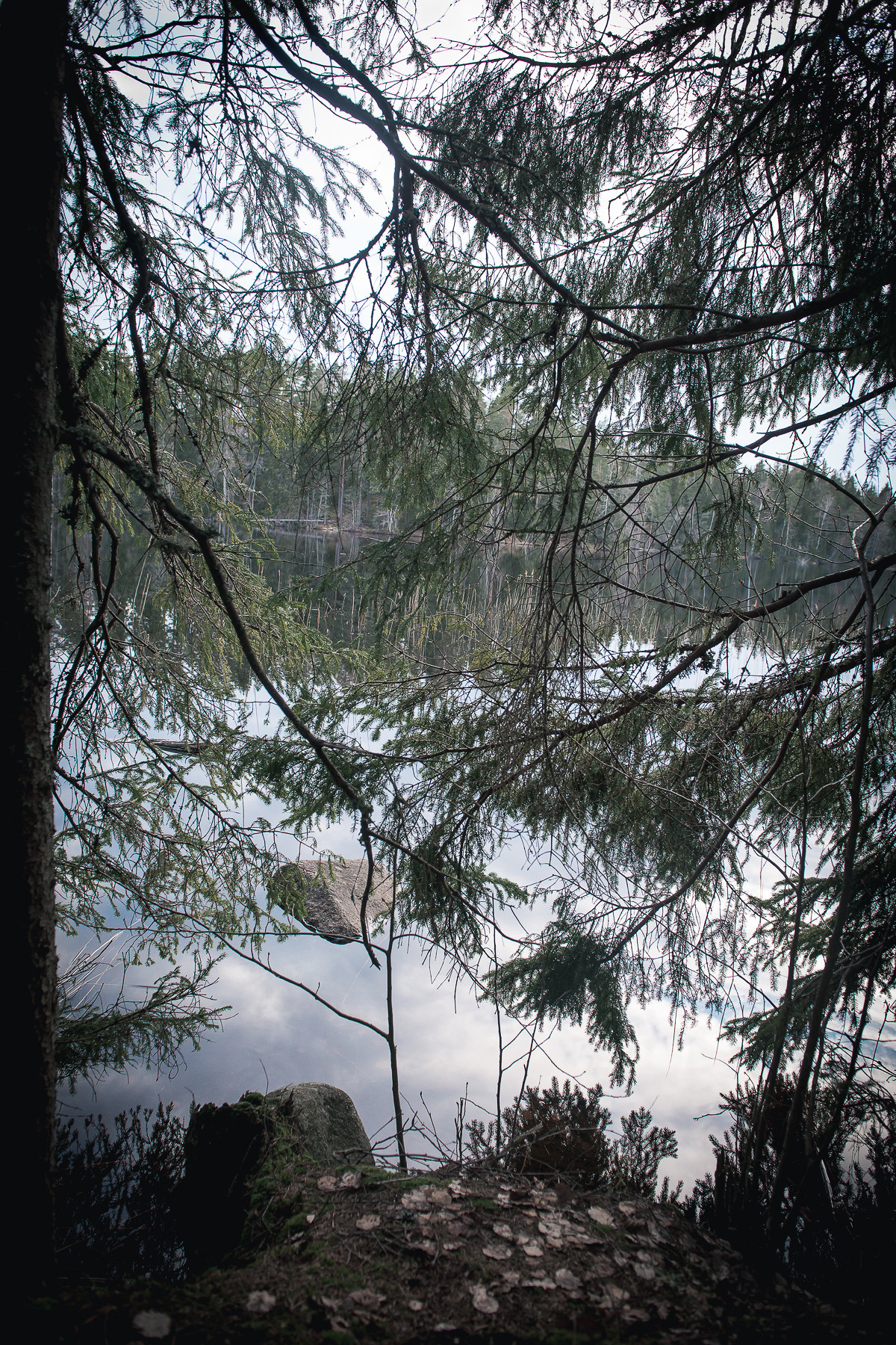 В гостях под Выборгом. Фотограф-анималист Наталья Светличная