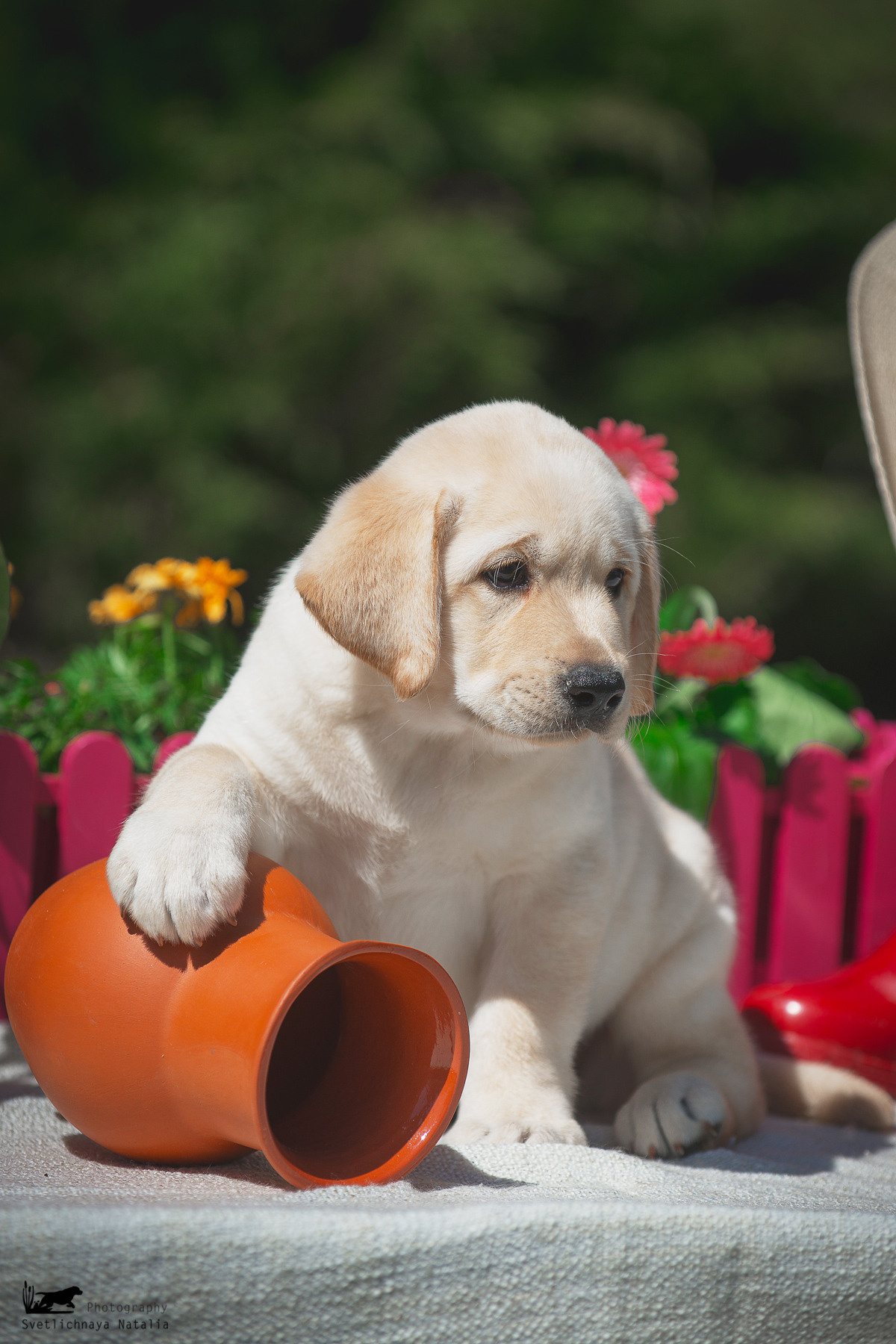 Лабрадор ретривер (щенки). Фотограф-анималист Наталья Светличная