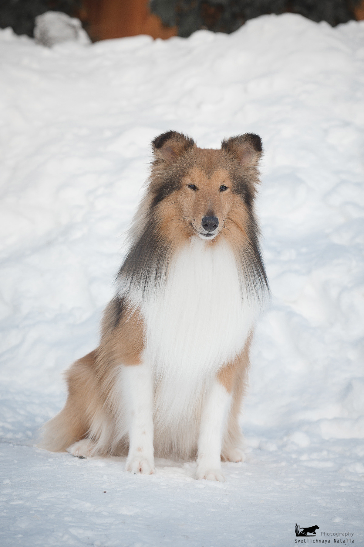 Шелти. Фотограф-анималист Наталья Светличная