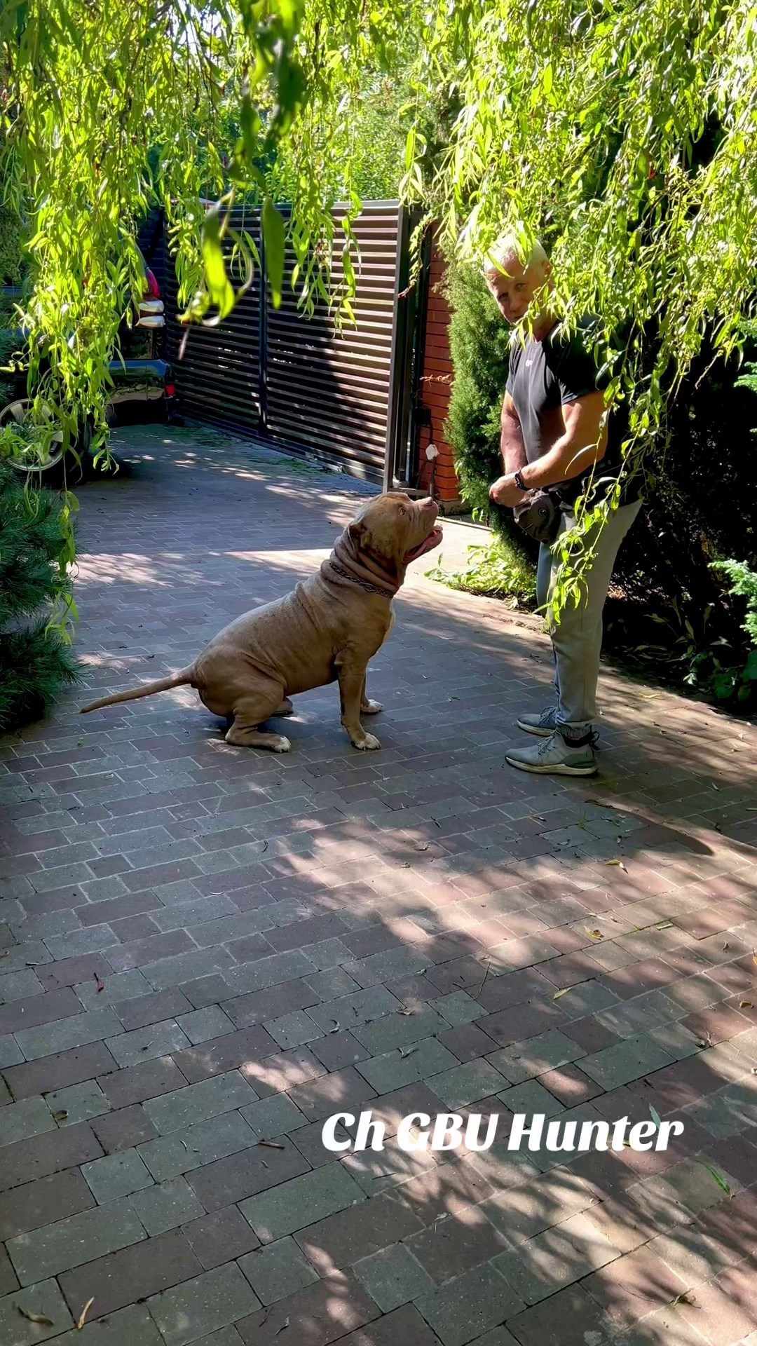 Видео Хантер. Американские булли XL в г. Калининград. Питомник Great Bully UNIVERSE