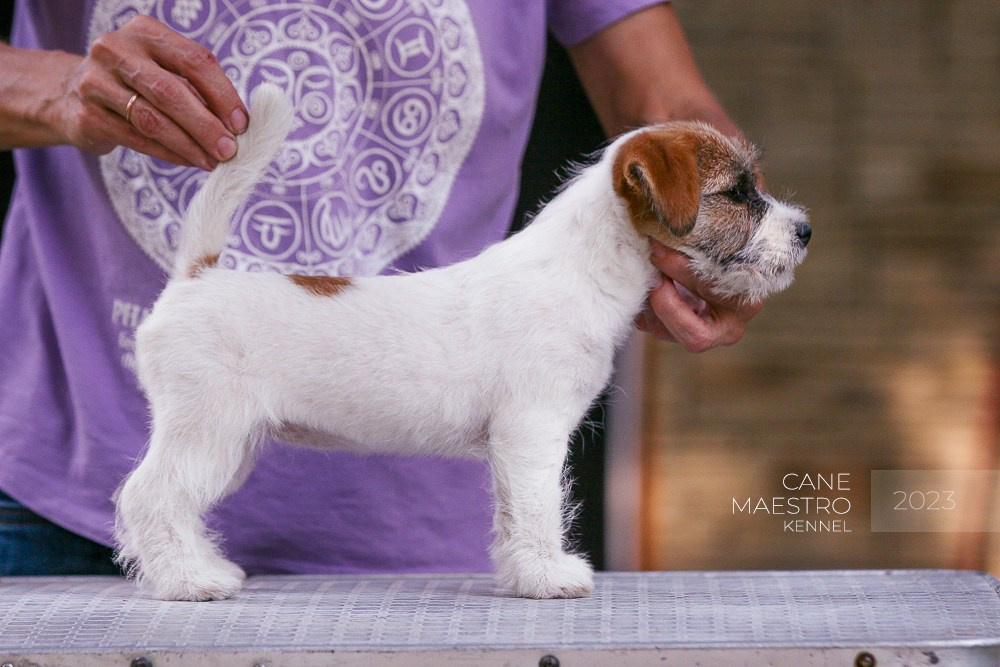 Джек рассел терьер купить.