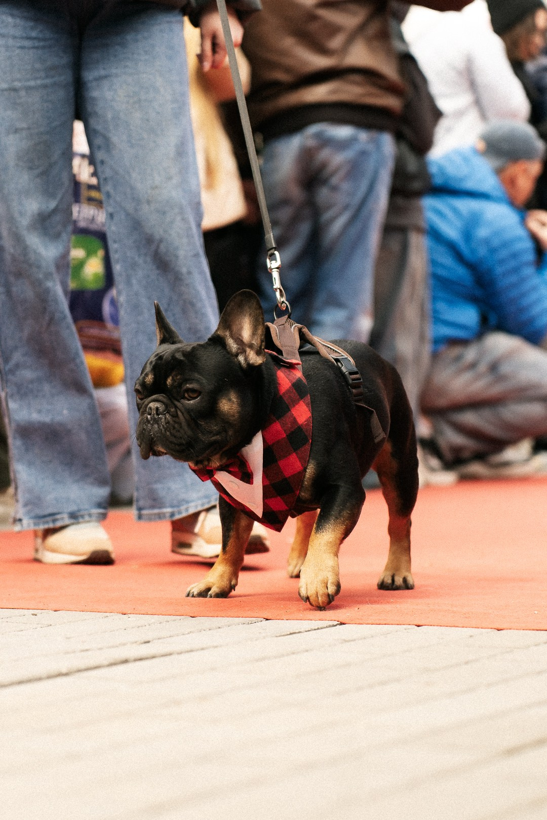 Парад Бульдогов. Axenov_eugene