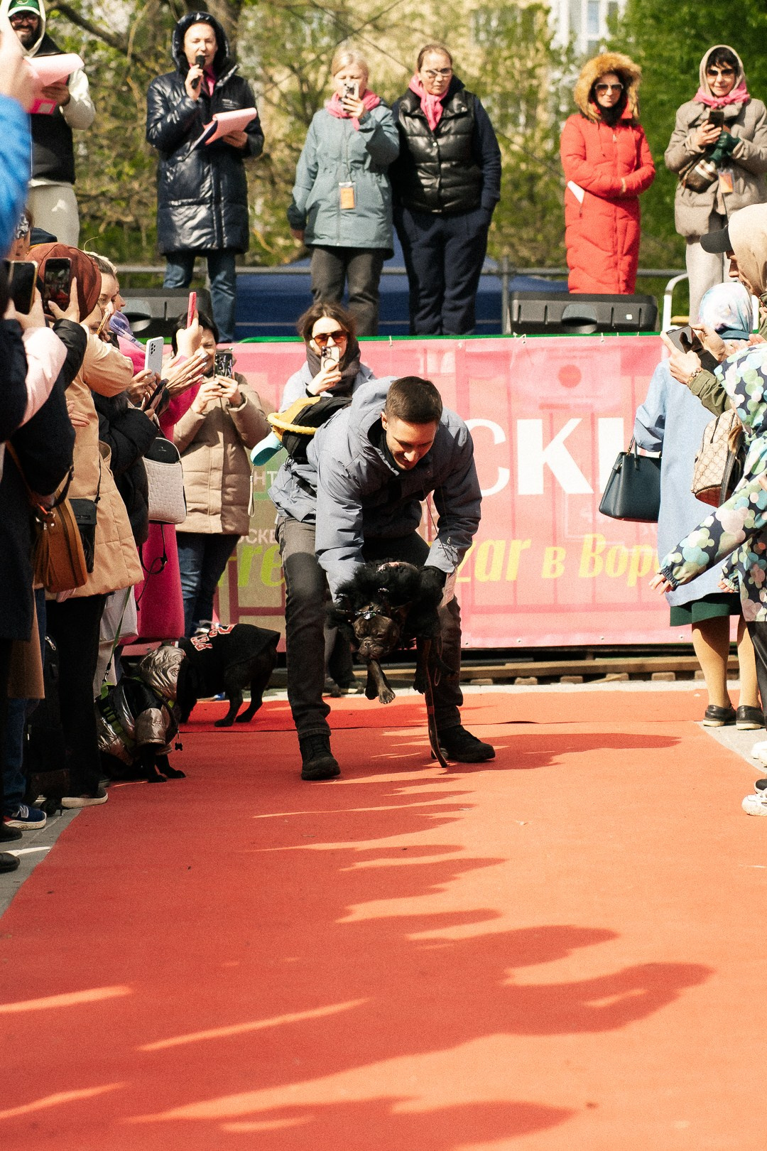 Парад Бульдогов. Axenov_eugene