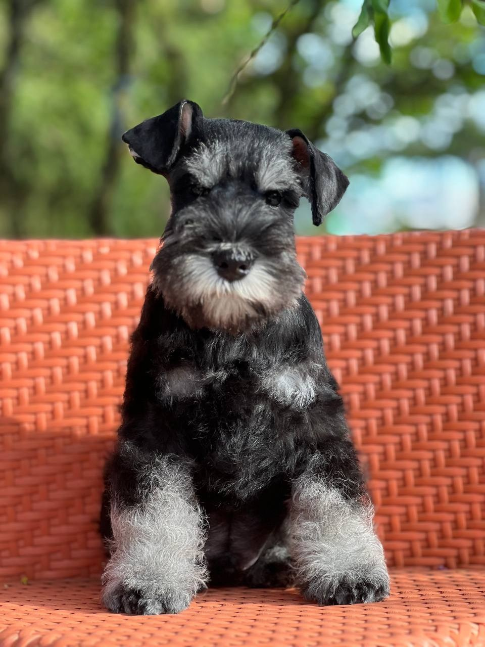 Litter — «SH» 25.02.2025. Питомник цвергшнауцеров в Беларуси «Делинсо Бэлэнс»