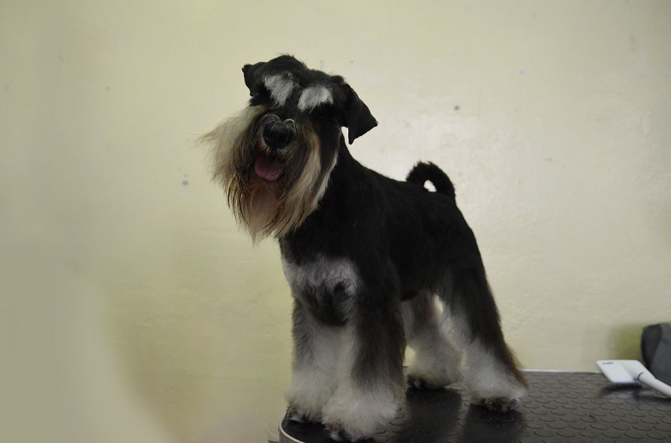 Сема/Delinso Balance Viserion. Питомник цвергшнауцеров в Беларуси «Делинсо Бэлэнс»