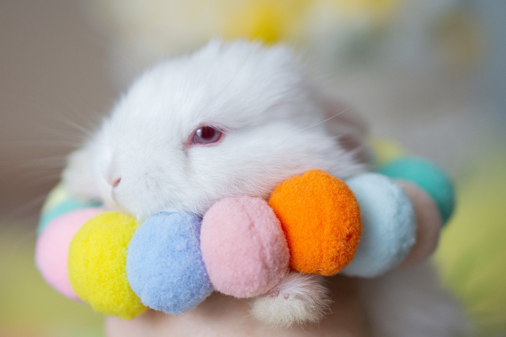 Пасхальные кролики. Семейный и детский фотограф в Хабаровске Анна Гриневич
