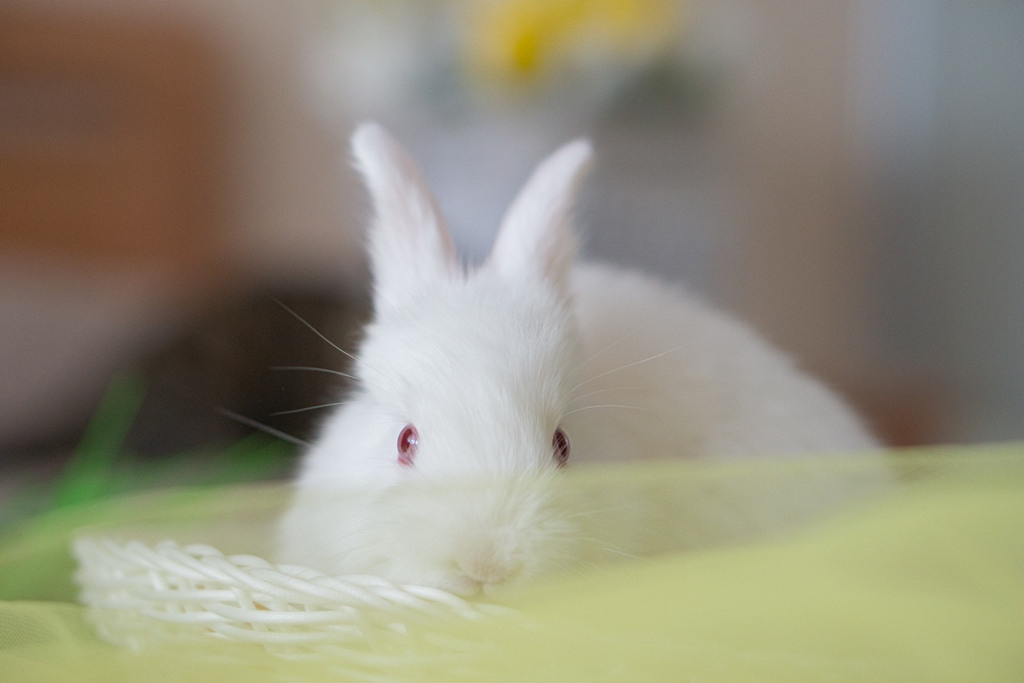 Пасхальные кролики. Семейный и детский фотограф в Хабаровске Анна Гриневич