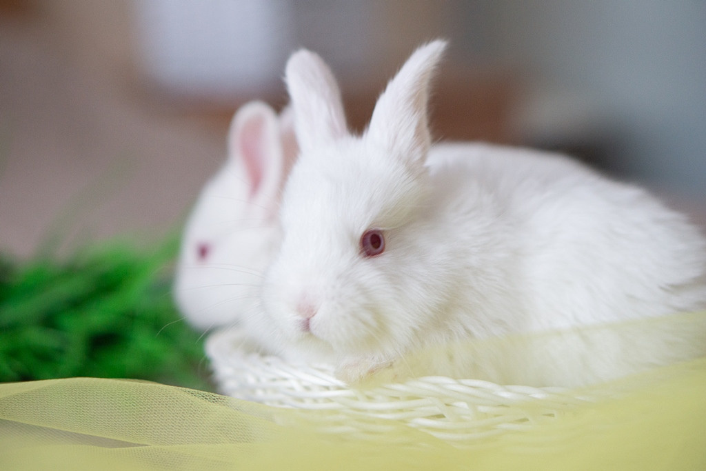 Пасхальные кролики. Семейный и детский фотограф в Хабаровске Анна Гриневич