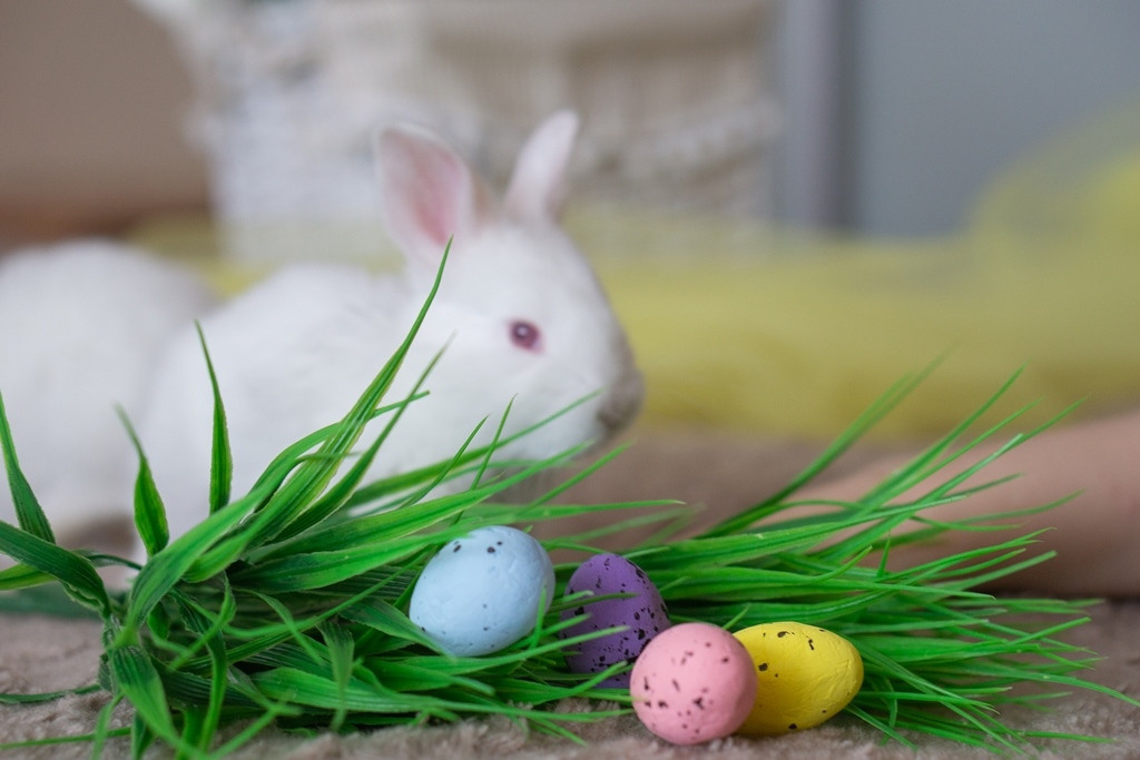 Пасхальные кролики. Семейный и детский фотограф в Хабаровске Анна Гриневич