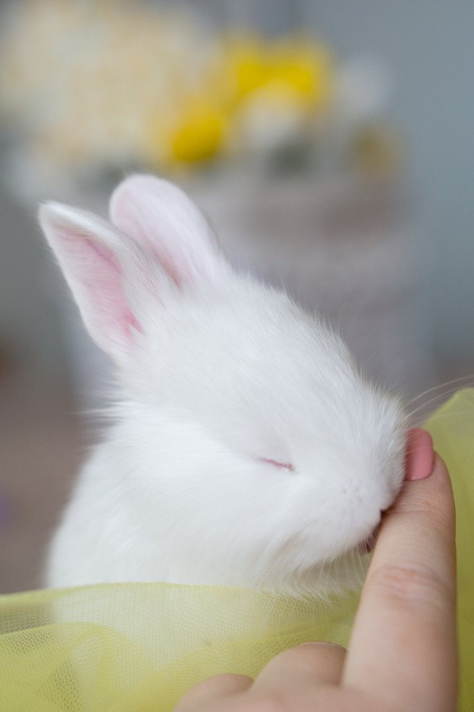 Пасхальные кролики. Семейный и детский фотограф в Хабаровске Анна Гриневич