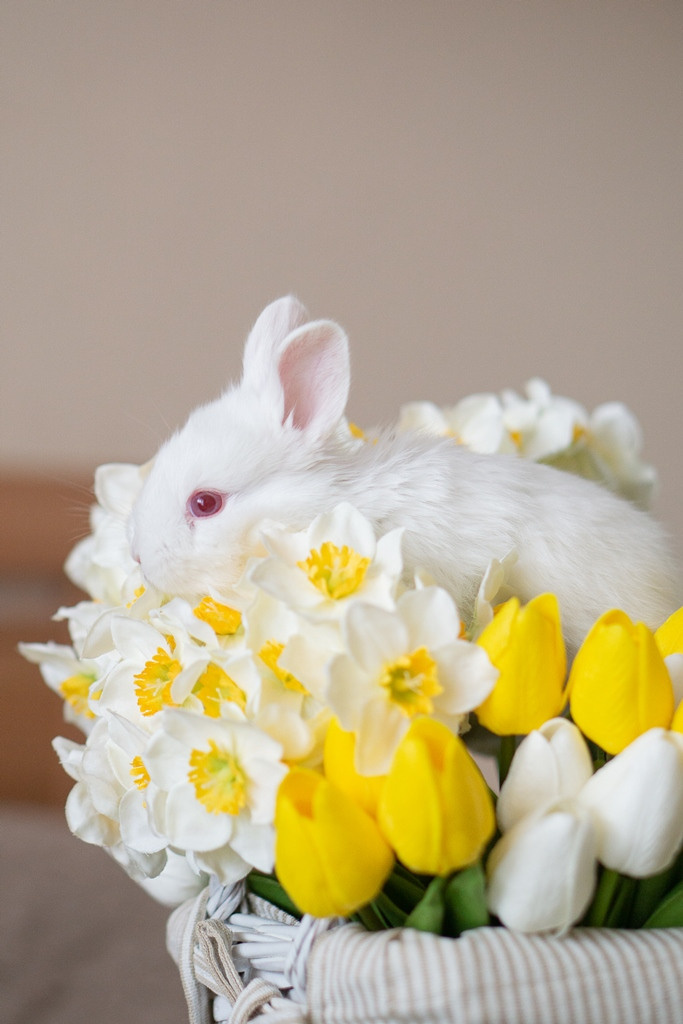 Пасхальные кролики. Семейный и детский фотограф в Хабаровске Анна Гриневич