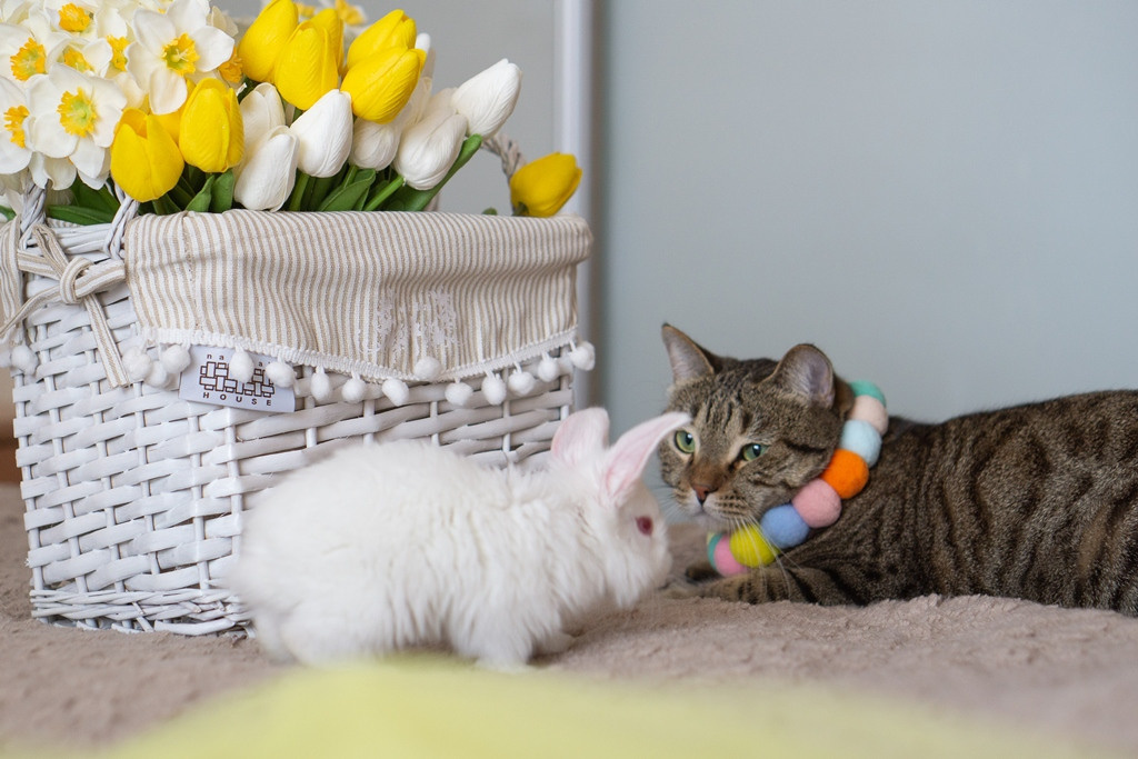 Пасхальные кролики. Семейный и детский фотограф в Хабаровске Анна Гриневич