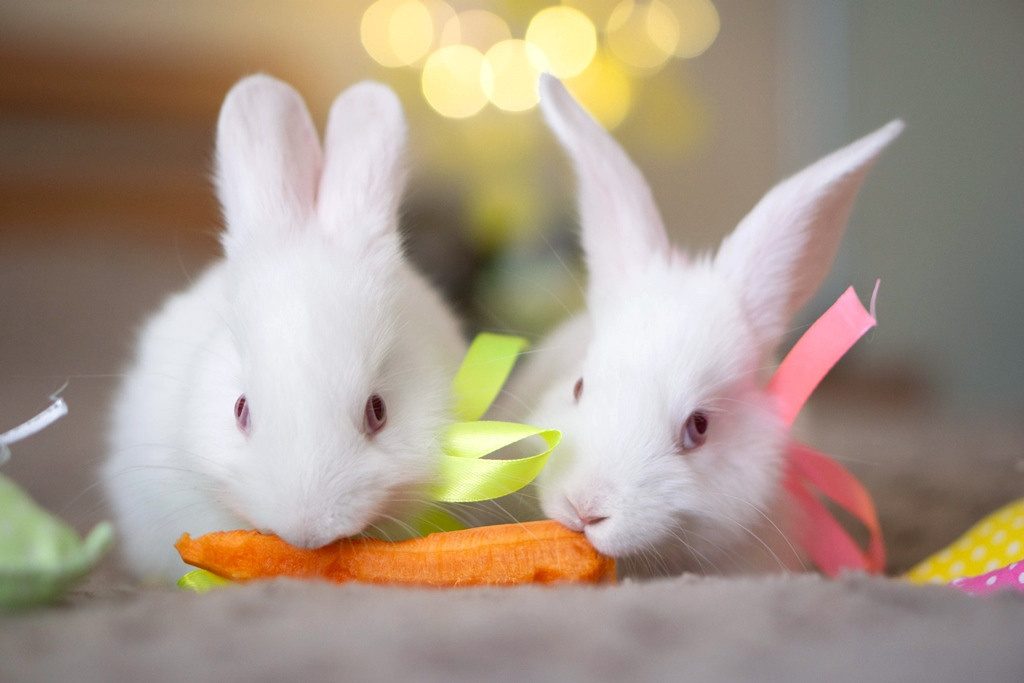 Пасхальные кролики. Семейный и детский фотограф в Хабаровске Анна Гриневич