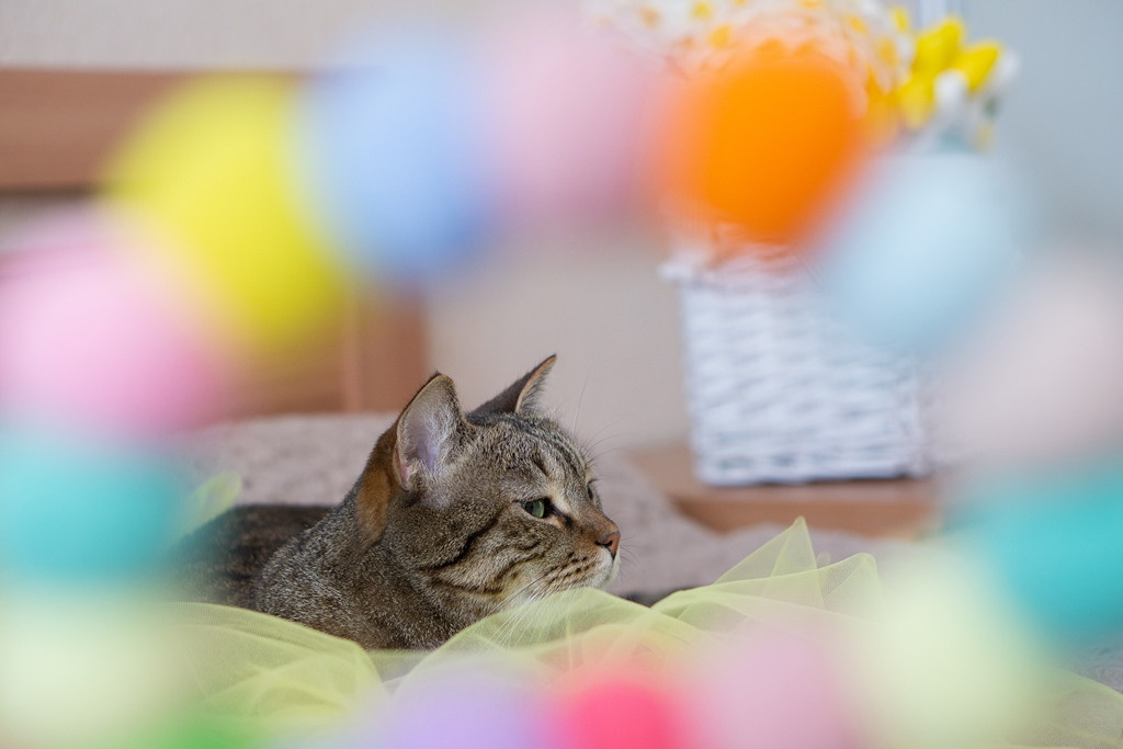 Пасхальные кролики. Семейный и детский фотограф в Хабаровске Анна Гриневич