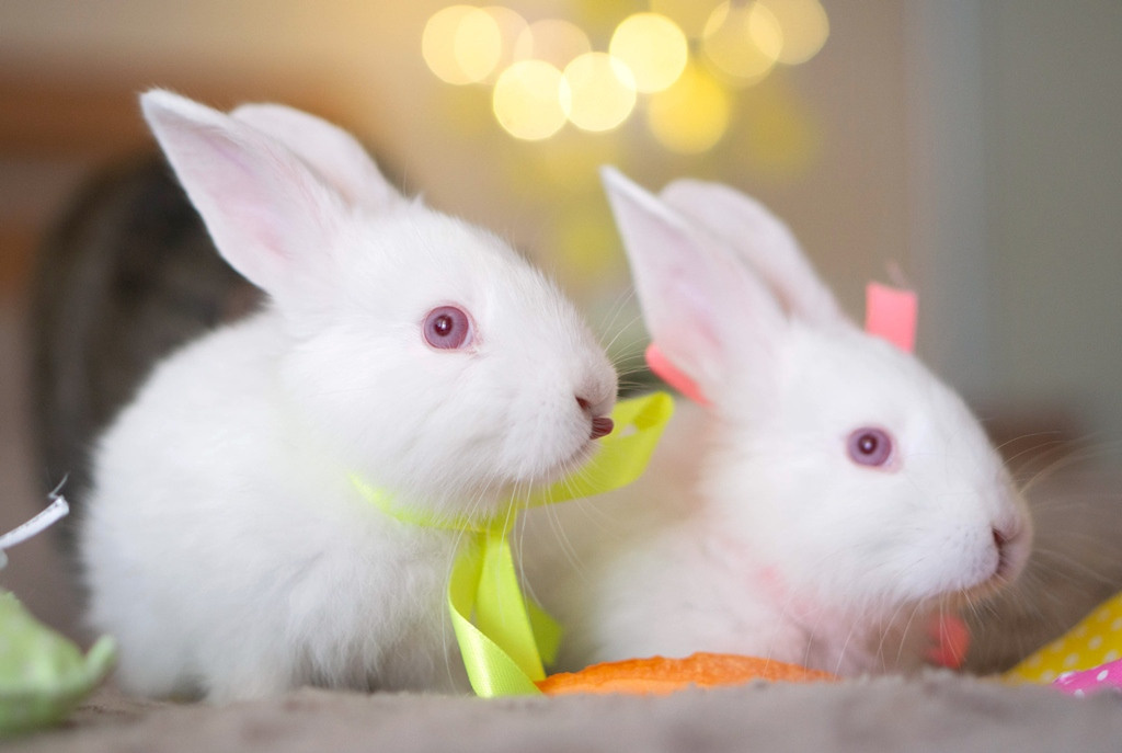 Пасхальные кролики. Семейный и детский фотограф в Хабаровске Анна Гриневич