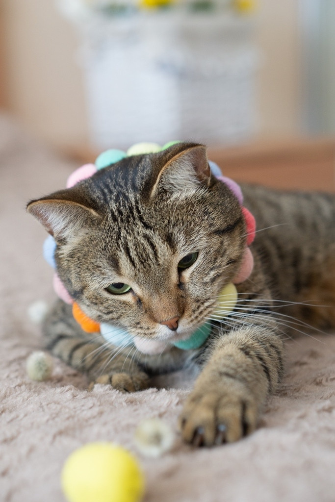 Пасхальные кролики. Семейный и детский фотограф в Хабаровске Анна Гриневич