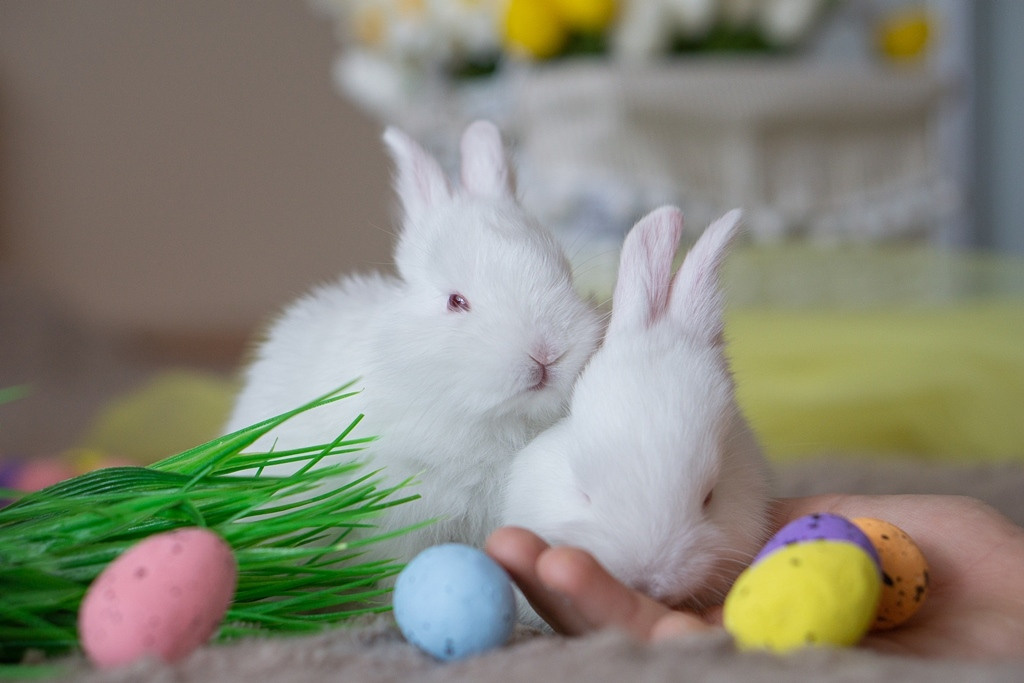 Пасхальные кролики. Семейный и детский фотограф в Хабаровске Анна Гриневич